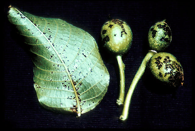 Walnut blight