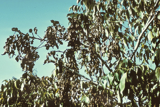 Walnut blight