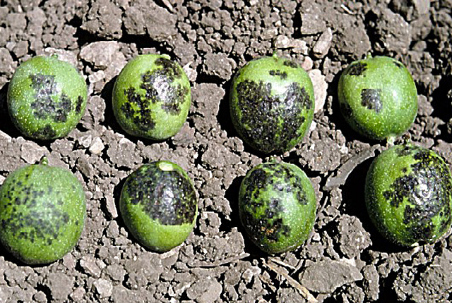Walnut blight