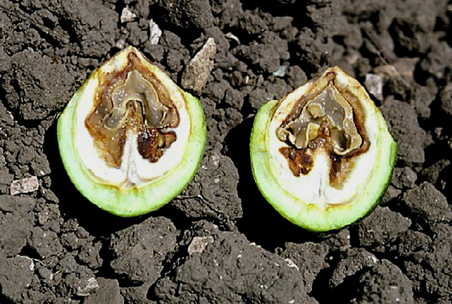 Walnut blight