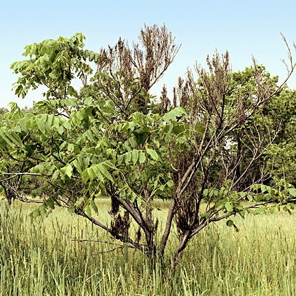 Bunch disease