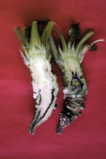 Bacterial soft rot