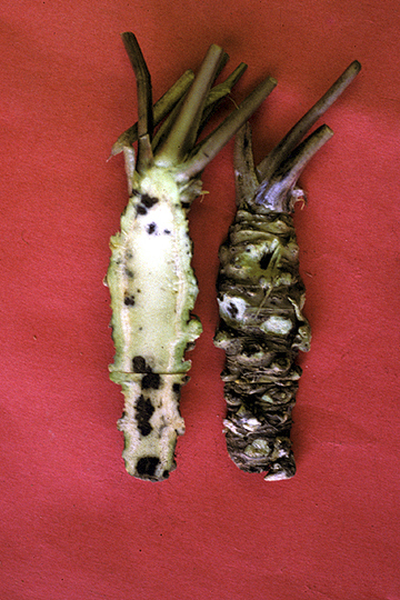 Bacterial soft rot