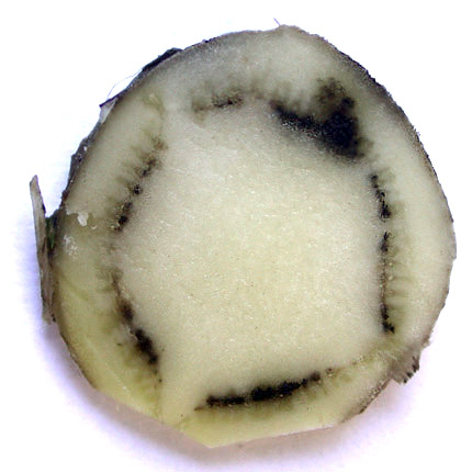 Bacterial soft rot