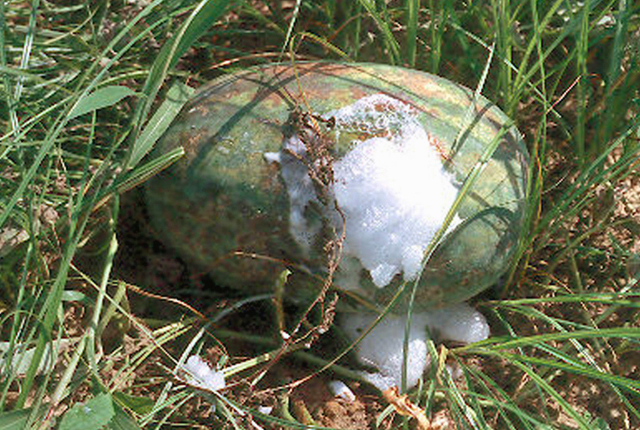 Bacterial fruit blotch