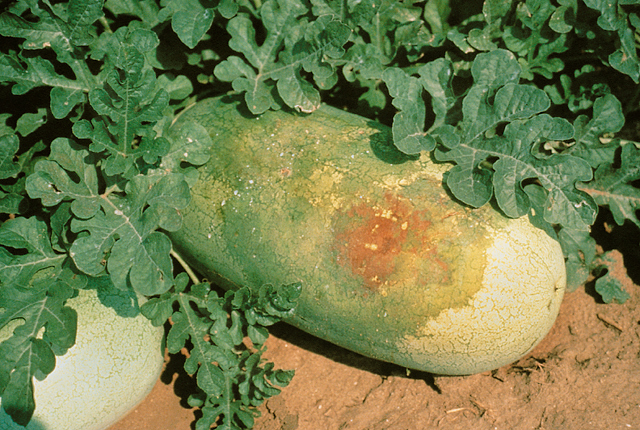 Bacterial fruit blotch