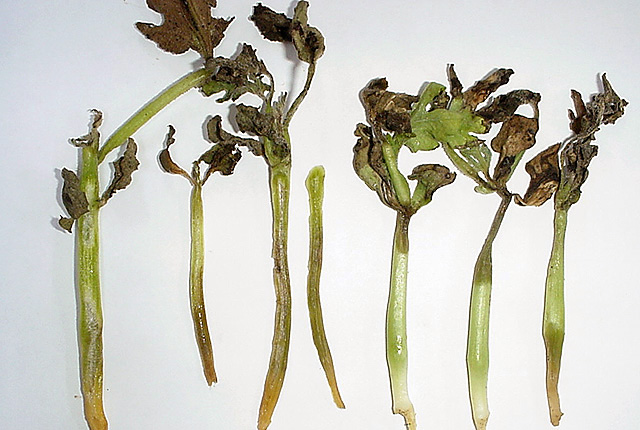 Bacterial leaf and stem necrosis