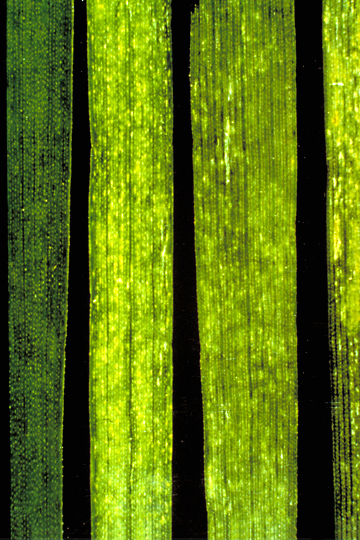Bacterial mosaic