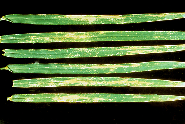Bacterial leaf blight