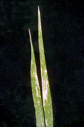 Bacterial leaf blight
