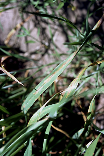 Bacterial leaf blight