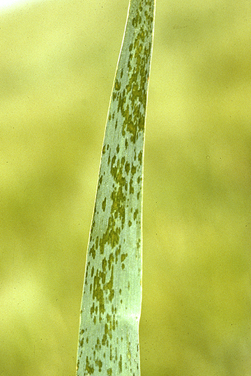 Black chaff (Bacterial leaf streak)
