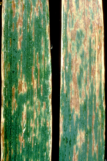 Black chaff (Bacterial leaf streak)