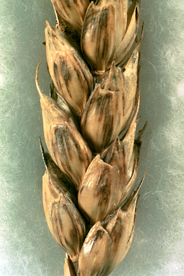Black chaff (Bacterial leaf streak)