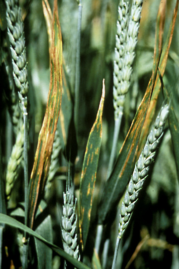 Black chaff (Bacterial leaf streak)