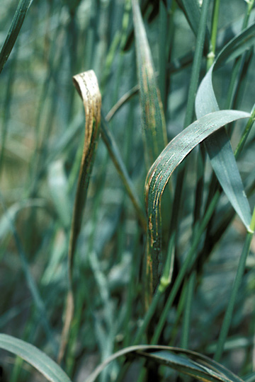 Black chaff (Bacterial leaf streak)