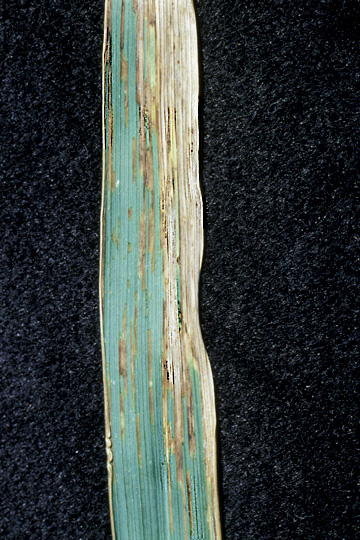 Black chaff (Bacterial leaf streak)