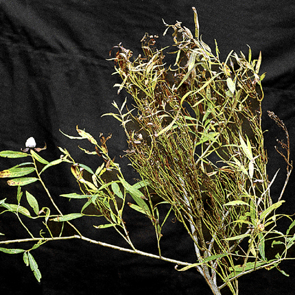 Witches'-broom