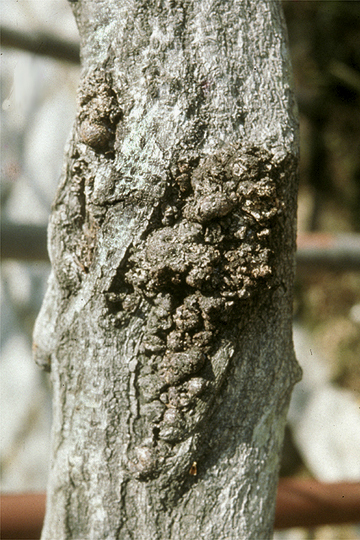 Bacterial gall