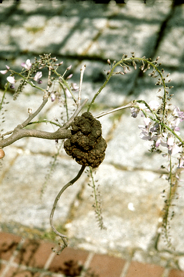 Bacterial gall