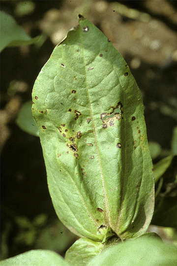 Bacterial leaf spot