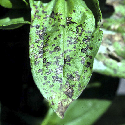 Bacterial leaf spot