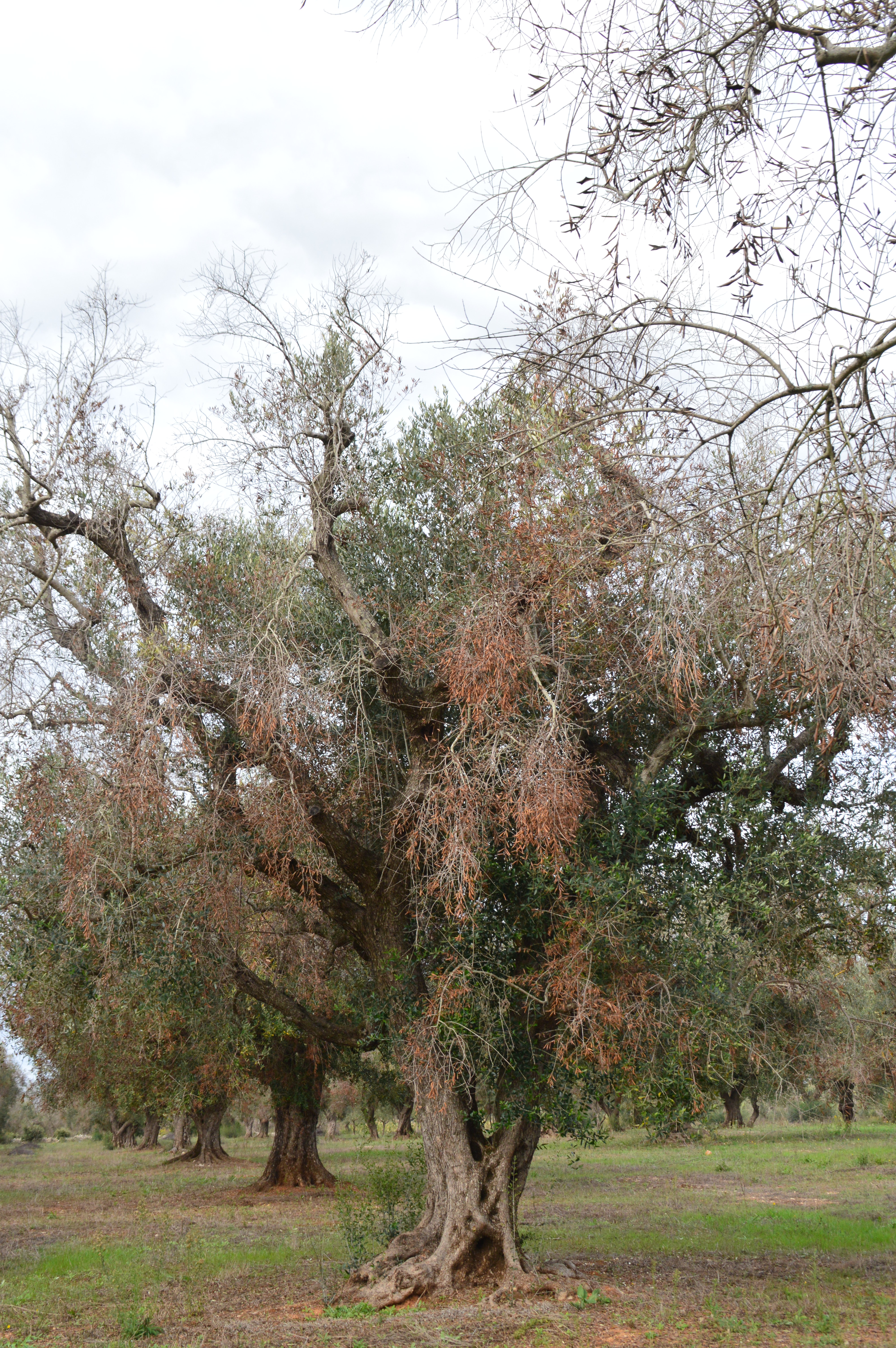 Olive tree killed by Xylella fastidiosa in southern Italy