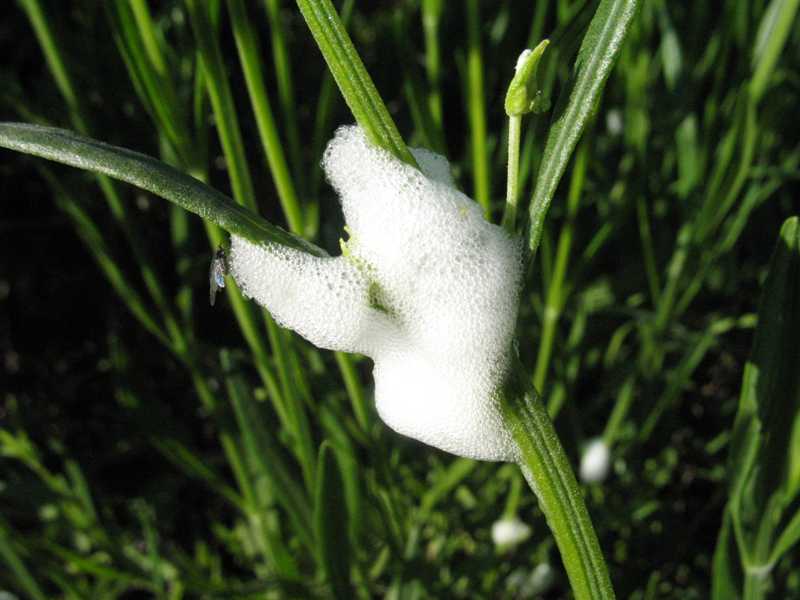 Spittlebug froth on plant stem