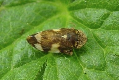 Meadow spittlebug, a vector of Xylella fastidiosa in Europe