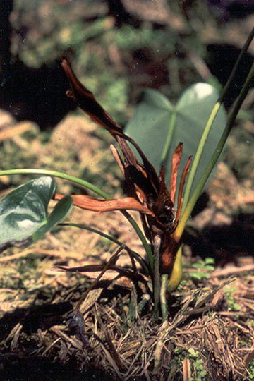 bacterial blight appears on anthurium