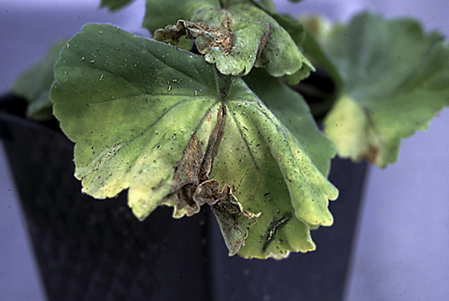 bacterial blight of gernaium bacterial blight of gernaium