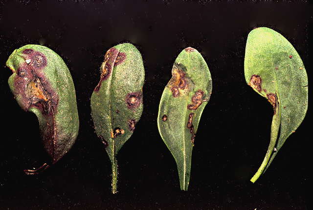 Bacterial leaf spot | Snapdragon | plantsdb