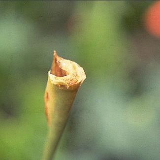 bacterial blight appears on anthurium bacterial blight appears on anthurium