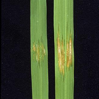 a historical review of bacterial blight of rice. a historical review of bacterial blight of rice.