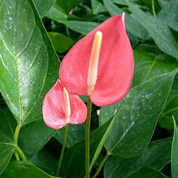 anthurium