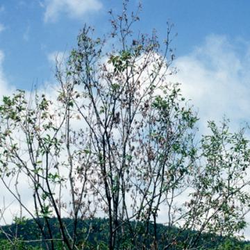 Bacterial wilt and dieback