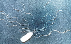 Electron microscope image of bacterial flagella