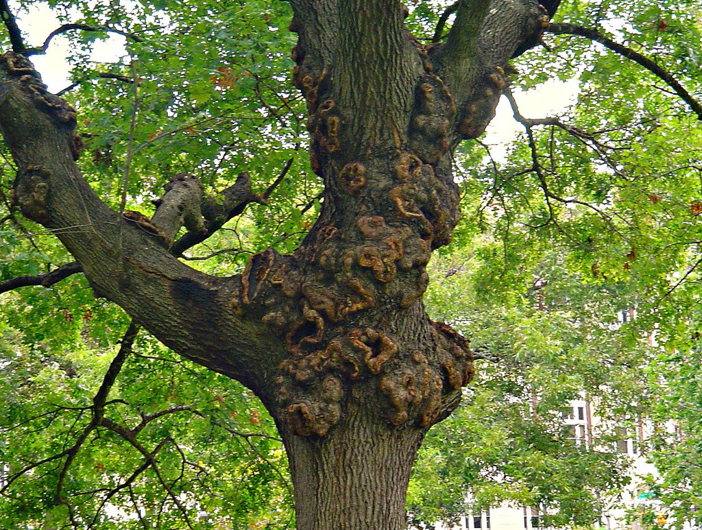 Crown gall tumor on a plant stem