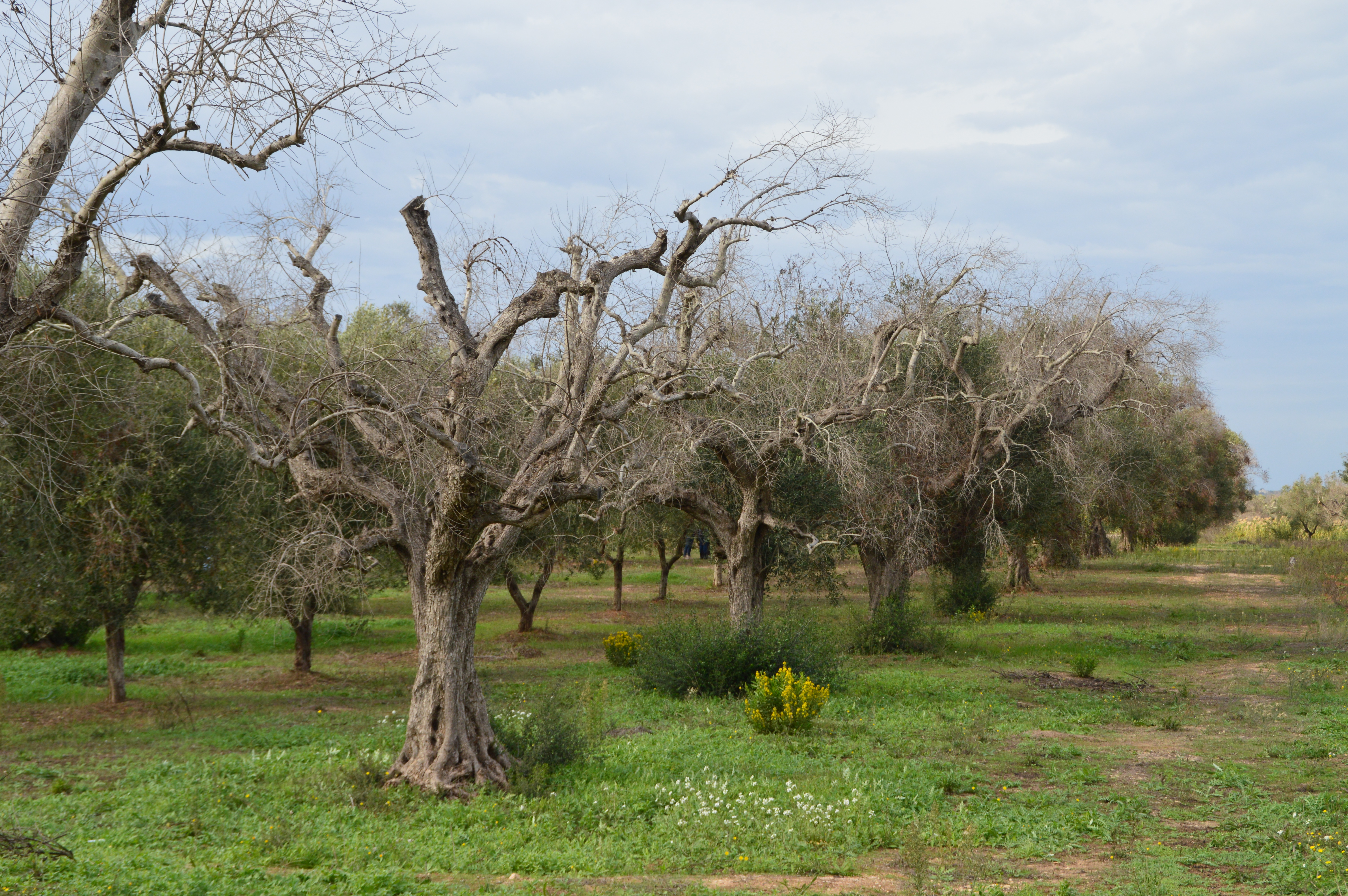The Olive Tree Crisis