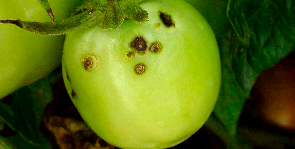 Plant Defense Mechanisms